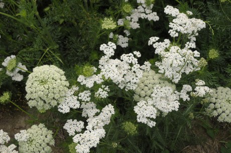 DSC_7990_12-27-2010_16-09 Carot Weed